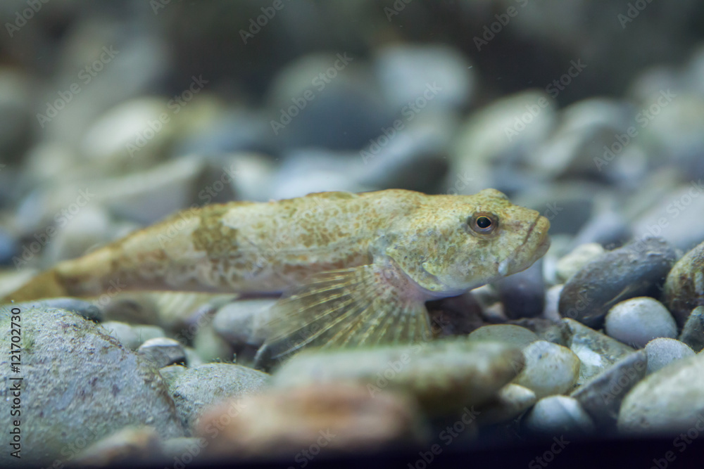 Poster european bullhead (cottus gobio).