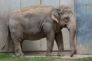 Naklejka premium Indian elephant (Elephas maximus indicus).