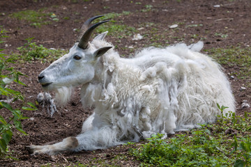 Fototapeta premium Mountain goat (Oreamnos americanus)