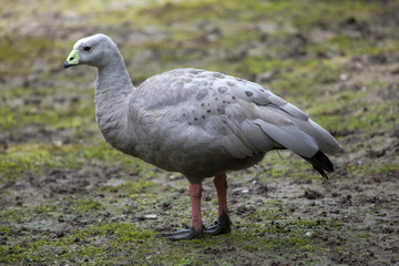 Cape barren goose (Cereopsis novaehollandiae).
