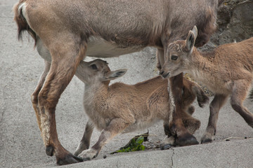 Alpine ibex (Capra ibex ibex).
