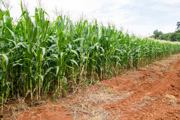 Corn field on the mountain in countryside,Thailand