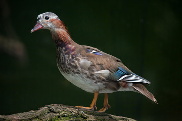 Mandarin duck (Aix galericulata).