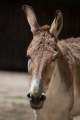 Persian onager (Equus hemionus onager).