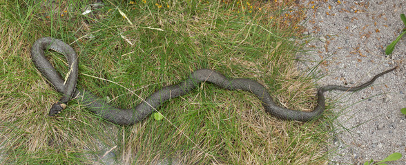 Grass snake (Natrix natrix).