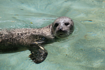Harbor seal (Phoca vitulina) © Vladimir Wrangel