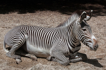 Fototapeta na wymiar Grevy's zebra (Equus grevyi).
