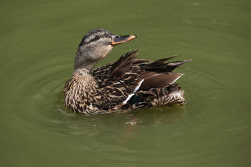 Wild duck (platyrhynchos), also known as the mallard.
