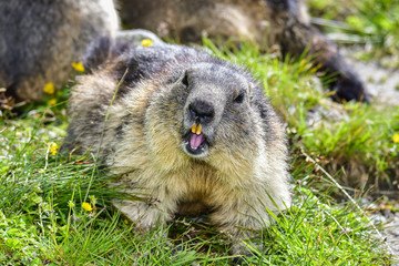 Alpine marmot