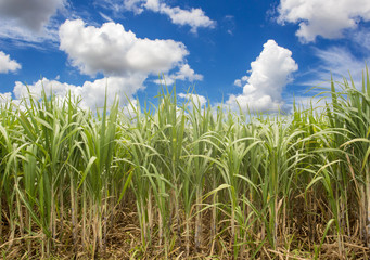 Sugarcane field in blue sky