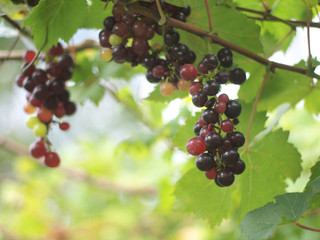 grapevine in vineyard