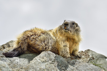 Alpine marmot