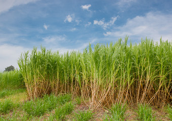 Sugarcane field in blue sky