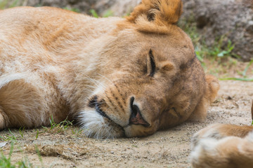 Female lion sleeping on sand.