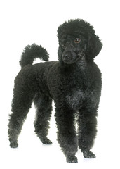 black poodle in studio