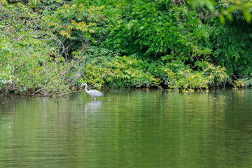 White Heron bird finding food on the pond.