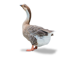 Domestic white goose isolated on white background.