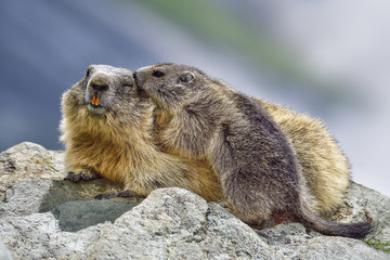 Naklejka na ściany i meble Alpine marmot