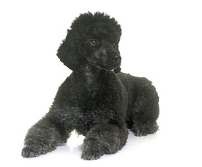 black poodle in studio