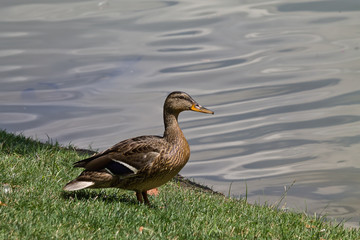 Mallard duck on the lake shore closeup