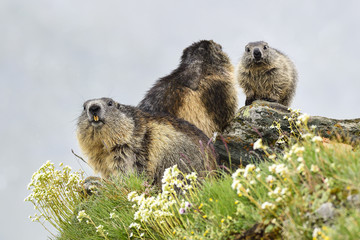 Alpine marmot
