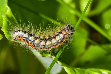 Sweet gale moth