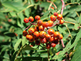 Sorbus aucuparia 