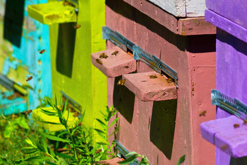 Bees carry honey in the hive closeup