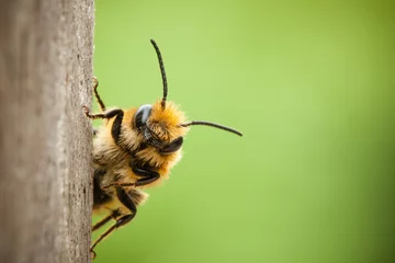 Acrylic prints Bee Peek-a-boo bee close up
