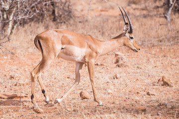 impala Nakuru National Park, Kenya