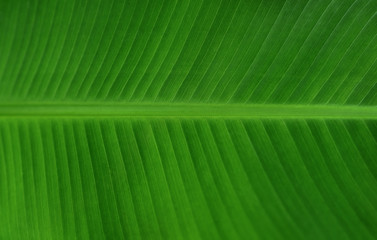 Banana leaf close up detail, Texture background, selective focus