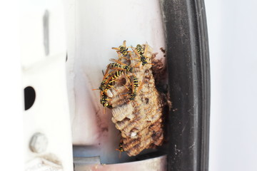 Hornet's nest.
Wasp nest in a car door.