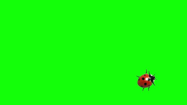 Ladybug on green screen CG animated, seamless loop