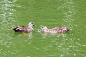 Ducks couple swimming on the pond.