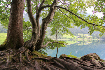 Die Ruhe am Hintersteiner See