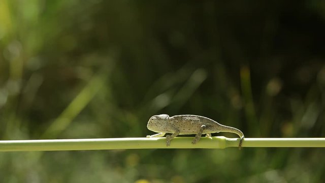 Sinsi Bukalemun