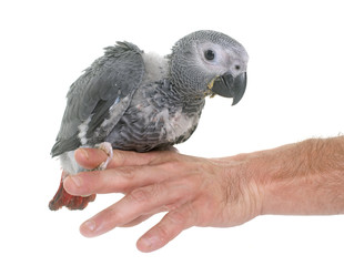 Obraz premium baby gray parrot