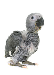 Naklejka premium baby gray parrot