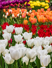 Tulip field, red and yellow, Keukenhof flower garden, Netherland