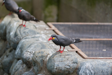 Inca Tern (Larosterna inca) spotted outdoors in the wild