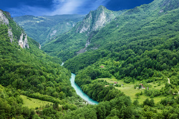 Mountain river Tara and forest in Montenegro - obrazy, fototapety, plakaty