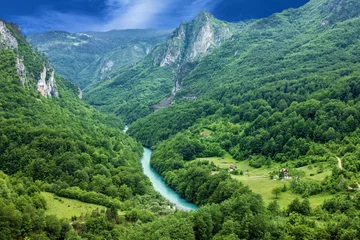 Papier Peint photo Colline Mountain river Tara and forest in Montenegro