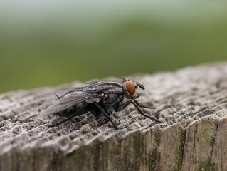 Echte Fleischfliege oder Aasfliege (Sarcophaga spec.), sitzt auf Holz, Mecklenburg-Vorpommern,...