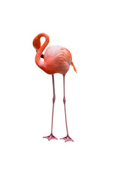 Fototapeta premium Caribbean Flamingos isolated on white background.