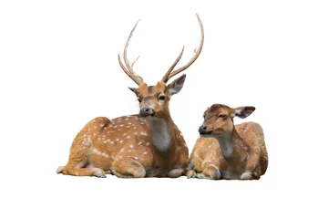 Door stickers Roe Sika deer family sitting isolated on white.