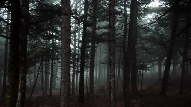 Pov driving passing by forest mountain pine trees surrounded in mist and fog.