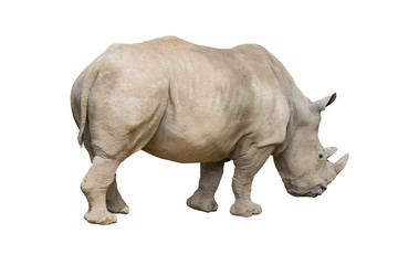 Obraz premium rhinoceros walking isolated on white background.