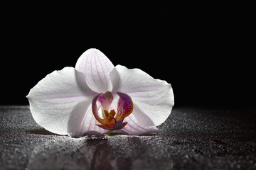Orchid flower with water drops on a black background.