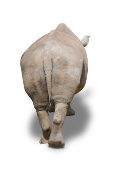 rhinoceros walking isolated on white background.