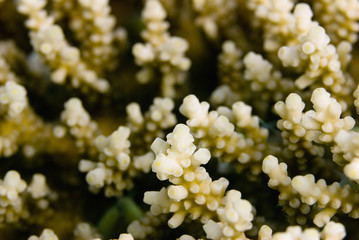 Table coral macro